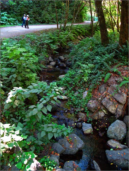 sm 090903.12 bear v.jpg - Shade and coastal humidity result in lush growth alongside Coast Creek.